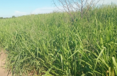 Fazenda para venda em Corumbá